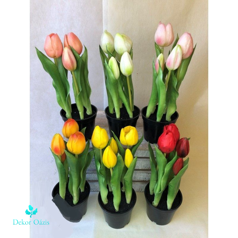 Cserepes tulipán 5virágos 25cm - 6 színben 