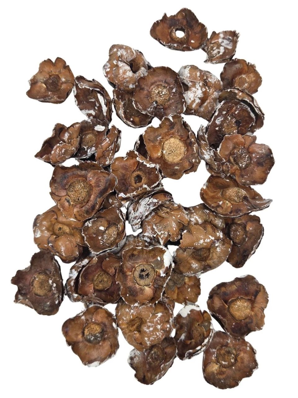 Kókusz virág / Coco Flower szárított termés – több színben Kókusz virág / Coco Flower szárított termés – több színben