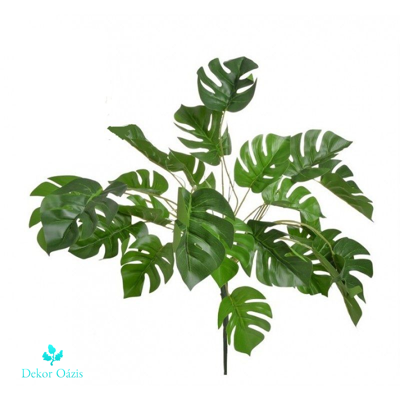 Monstera bokor 50cm