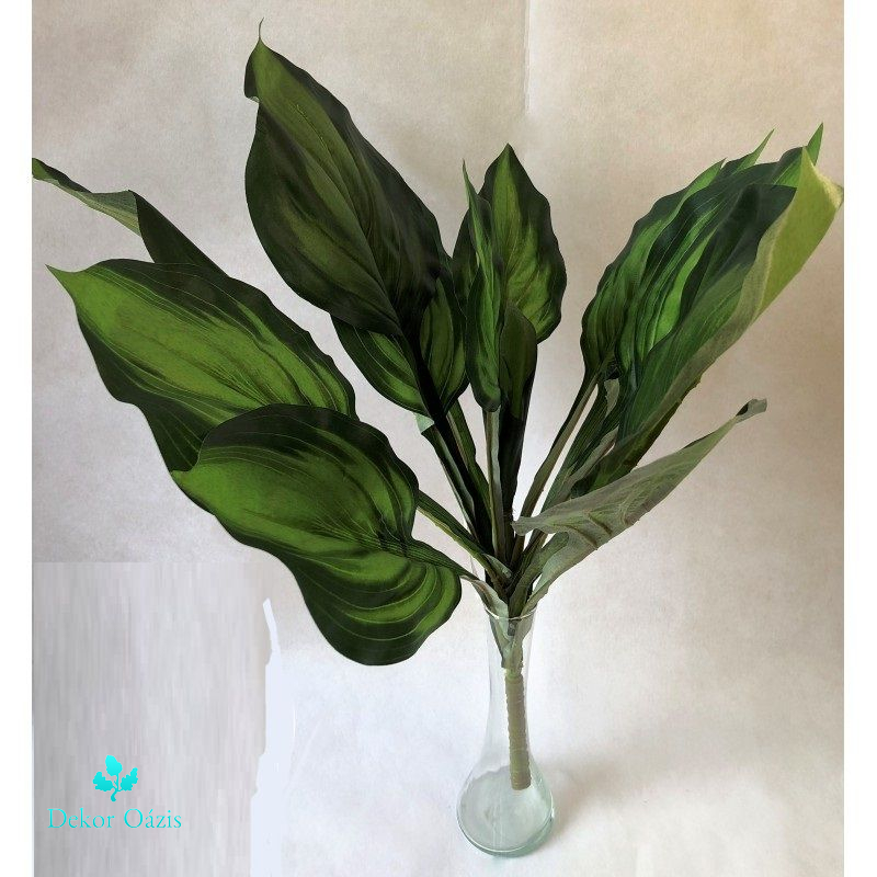 Dieffenbachia bokor x14