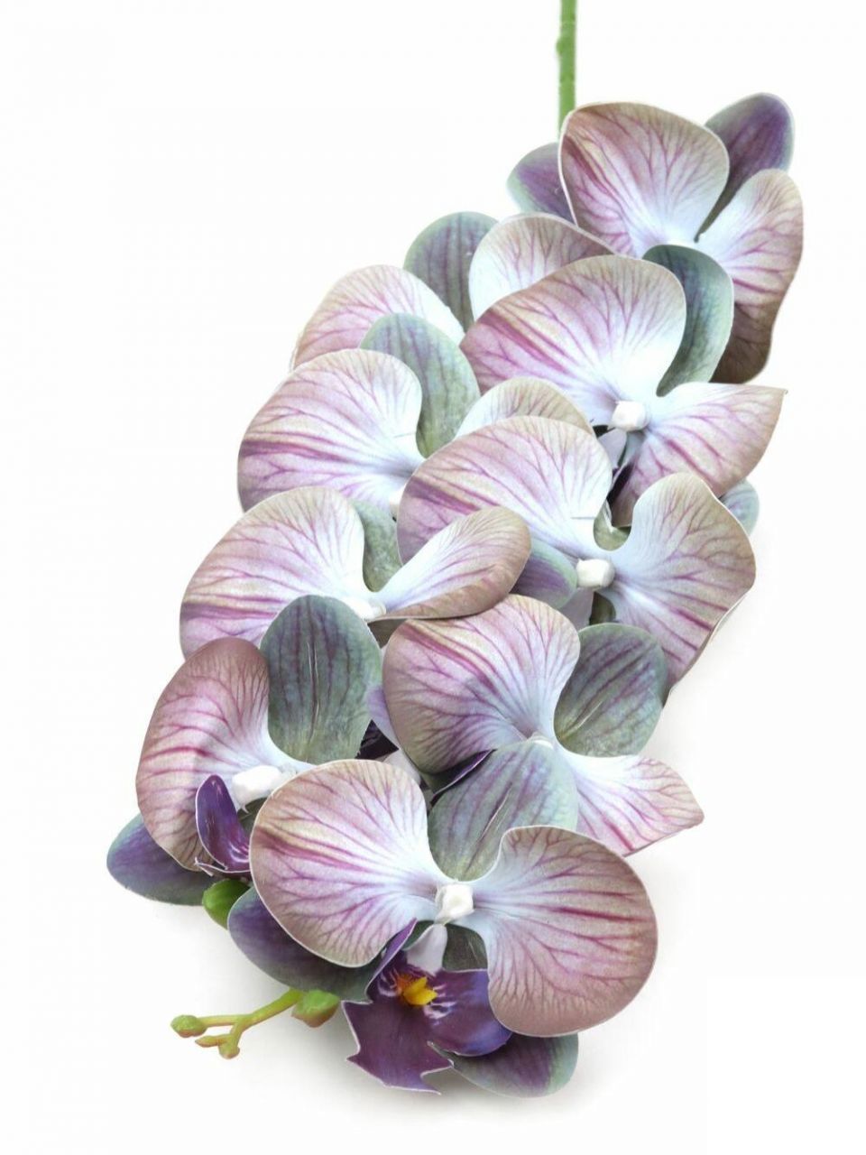 Phalenopsis ág - Antik lila