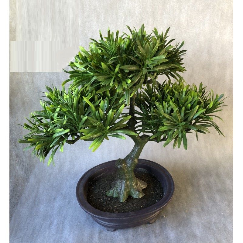 Cserepes bonsai fa 30cm