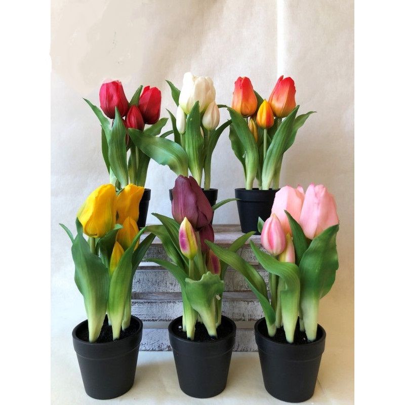 Cserepes tulipán 4 virágos 25cm - 6 színben
