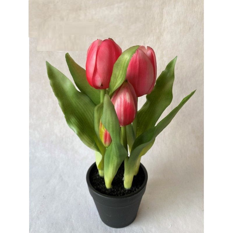Cserepes tulipán 4 virágos 25cm - 6 színben - másolat