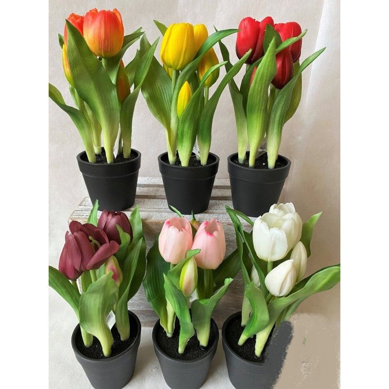 Cserepes tulipán 4 virágos 25cm - 6 színben - másolat