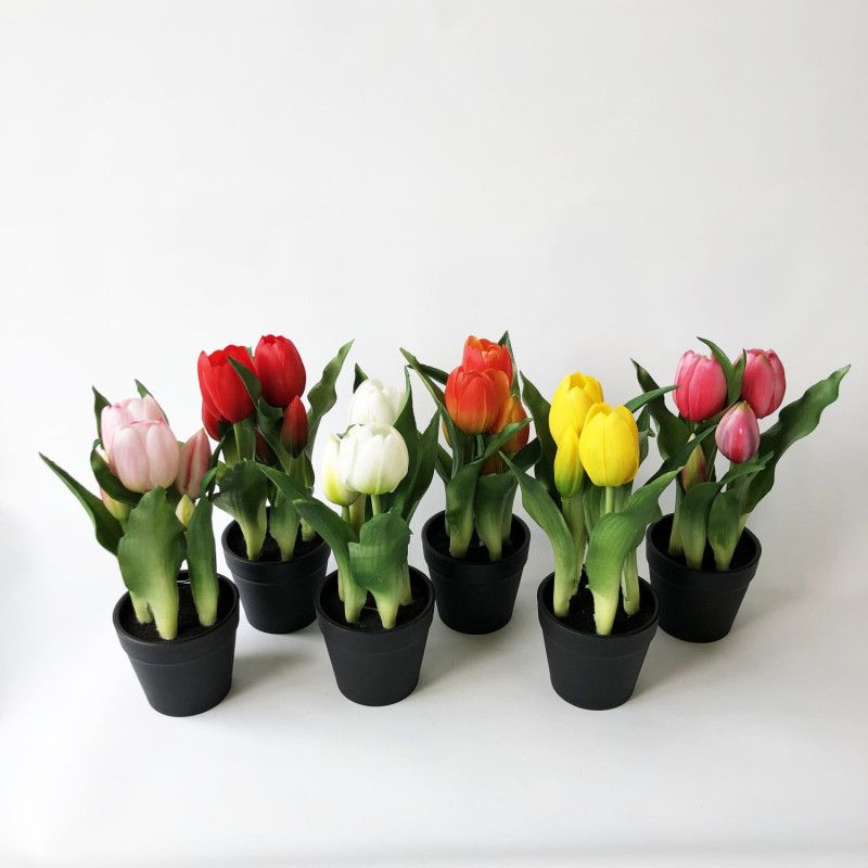 Cserepes tulipán 4 virágos 25cm - 6 színben - másolat