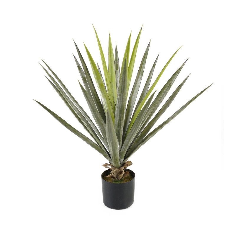 Yucca cserépben 75cm