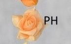 Polifoam rózsa fej 7cm - PEA