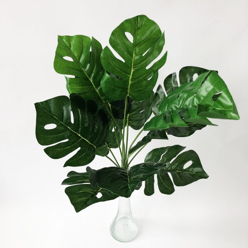 Philodendron bokor 40cm