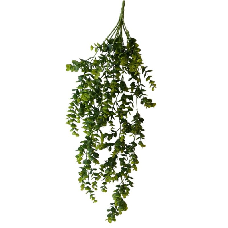 Eukalyptus futó 70cm Eukalyptus futó 70cm