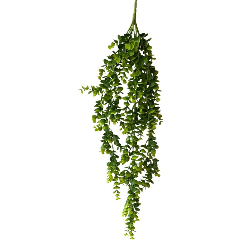 Eukalyptus futó 80cm Eukalyptus futó 80cm