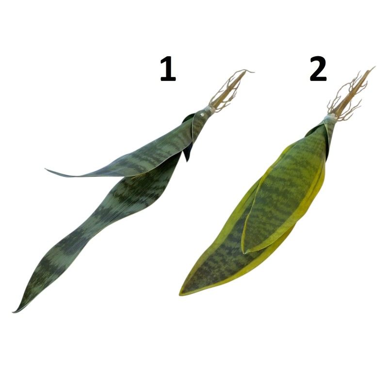 Anyósnyelv 40cm - 2 színbem Anyósnyelv 40cm - 2 színbem
