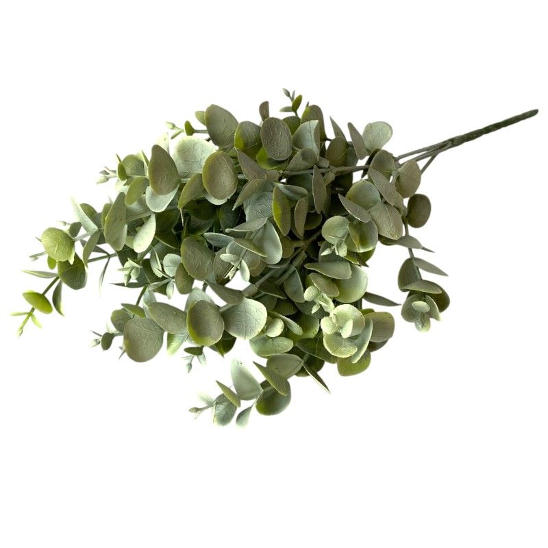 Eukalyptus bokor x5 34cm