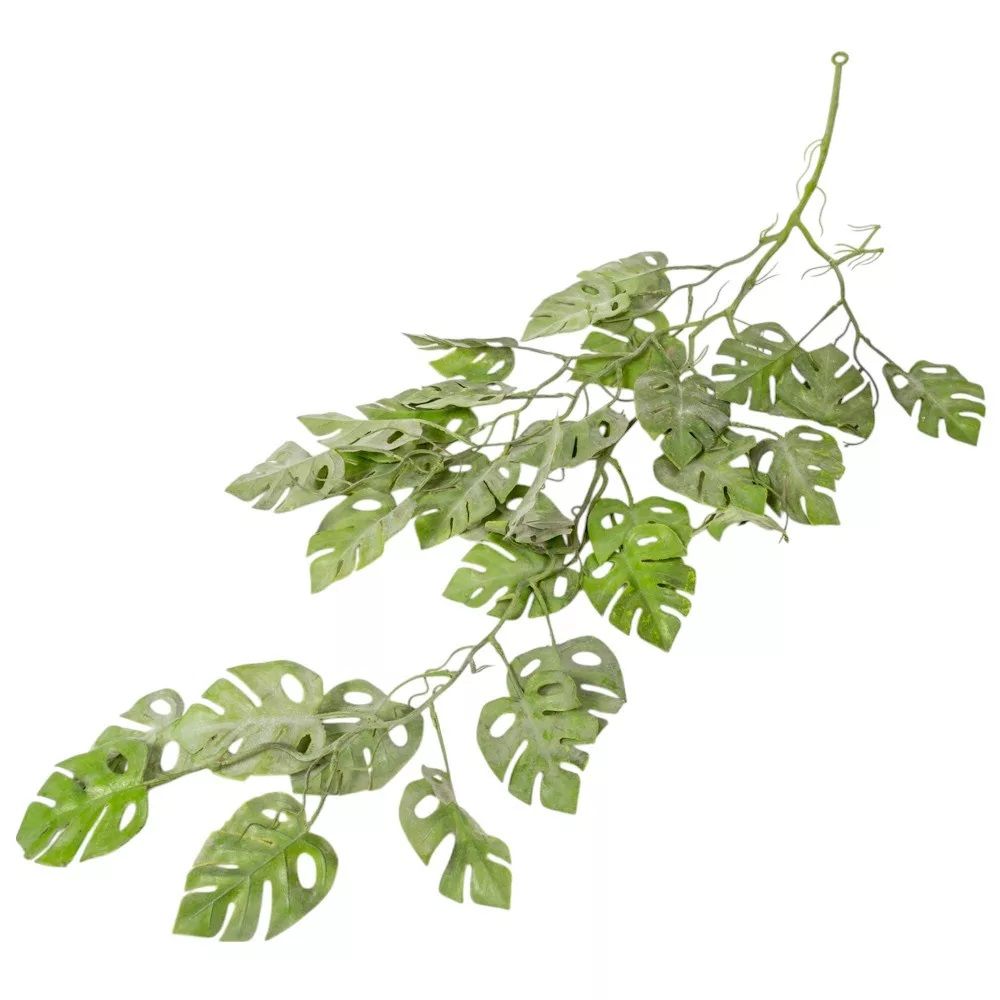 Monstera futó 90cm Monstera futó 90cm