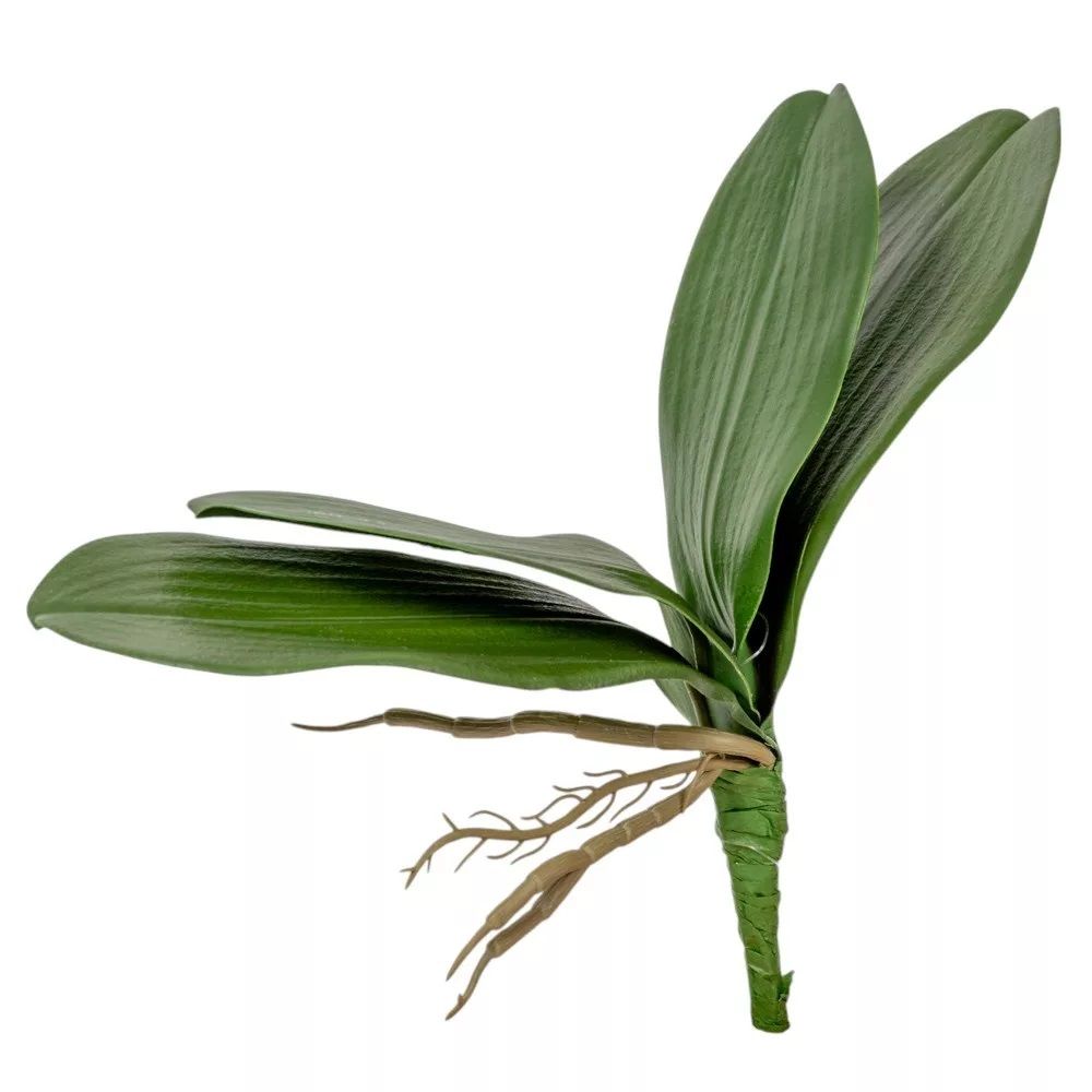 Orchidea levél gyökérel M20cm Orchidea levél gyökérel M20cm