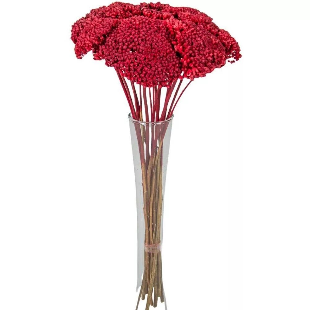 Achillea szárított - Több színben Achillea szárított - Több színben