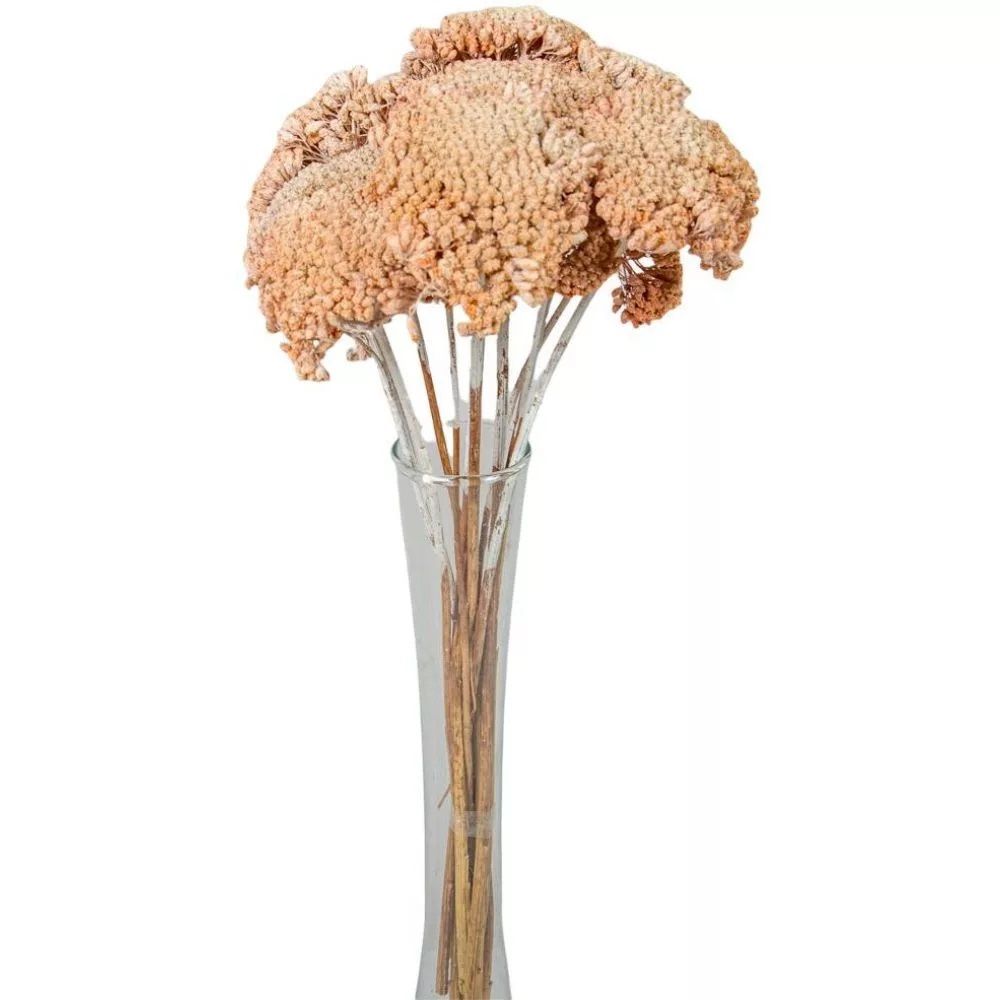 Achillea szárított - Több színben Achillea szárított - Több színben