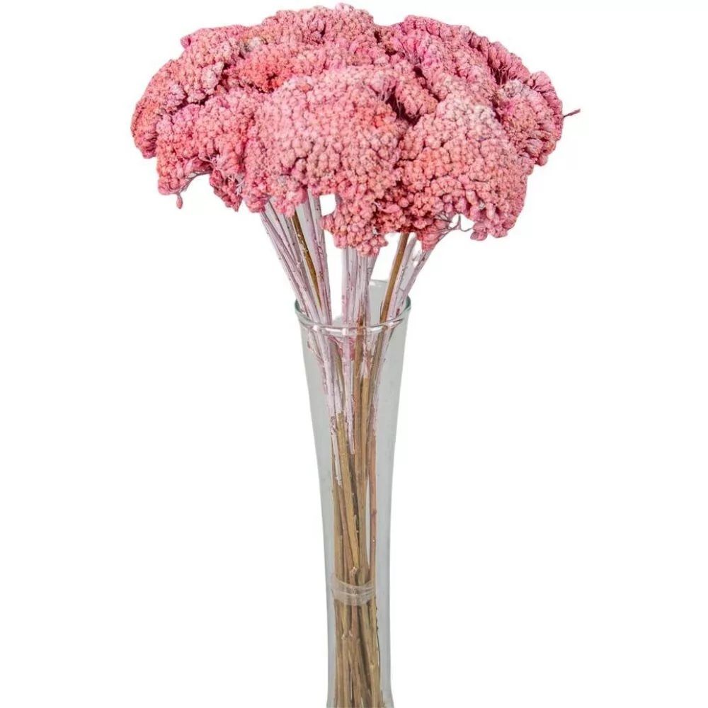 Achillea szárított - Több színben Achillea szárított - Több színben