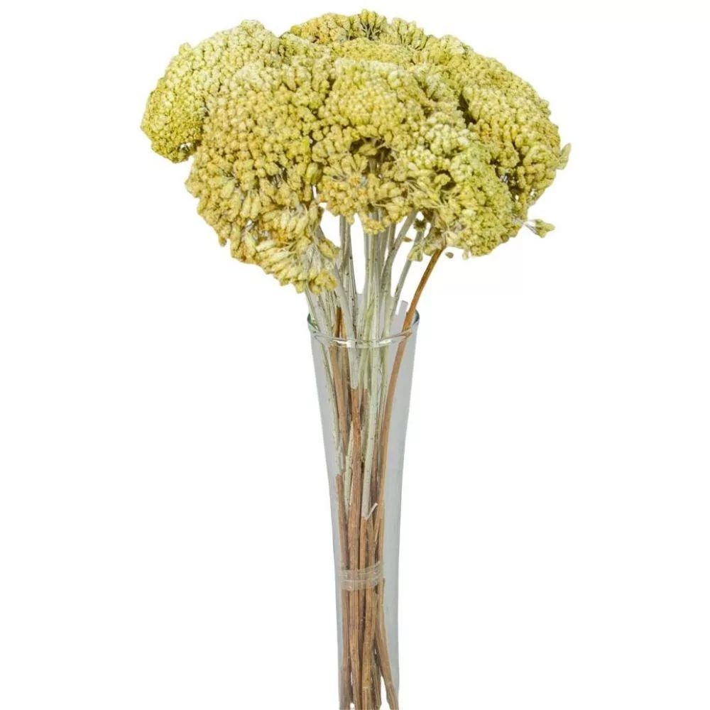Achillea szárított - Több színben Achillea szárított - Több színben