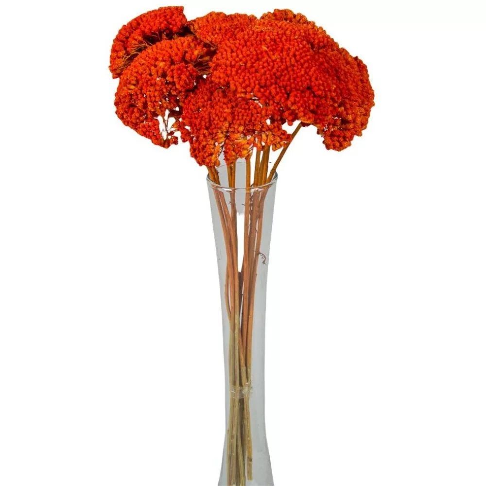 Achillea szárított - Több színben Achillea szárított - Több színben