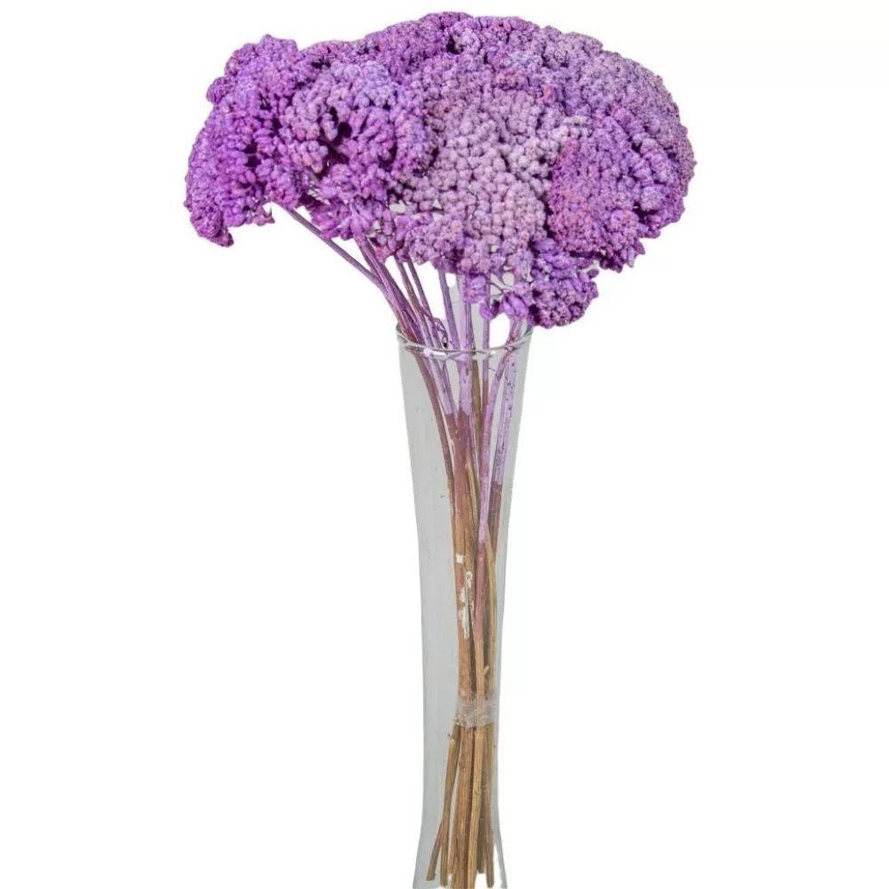 Achillea szárított - Több színben Achillea szárított - Több színben