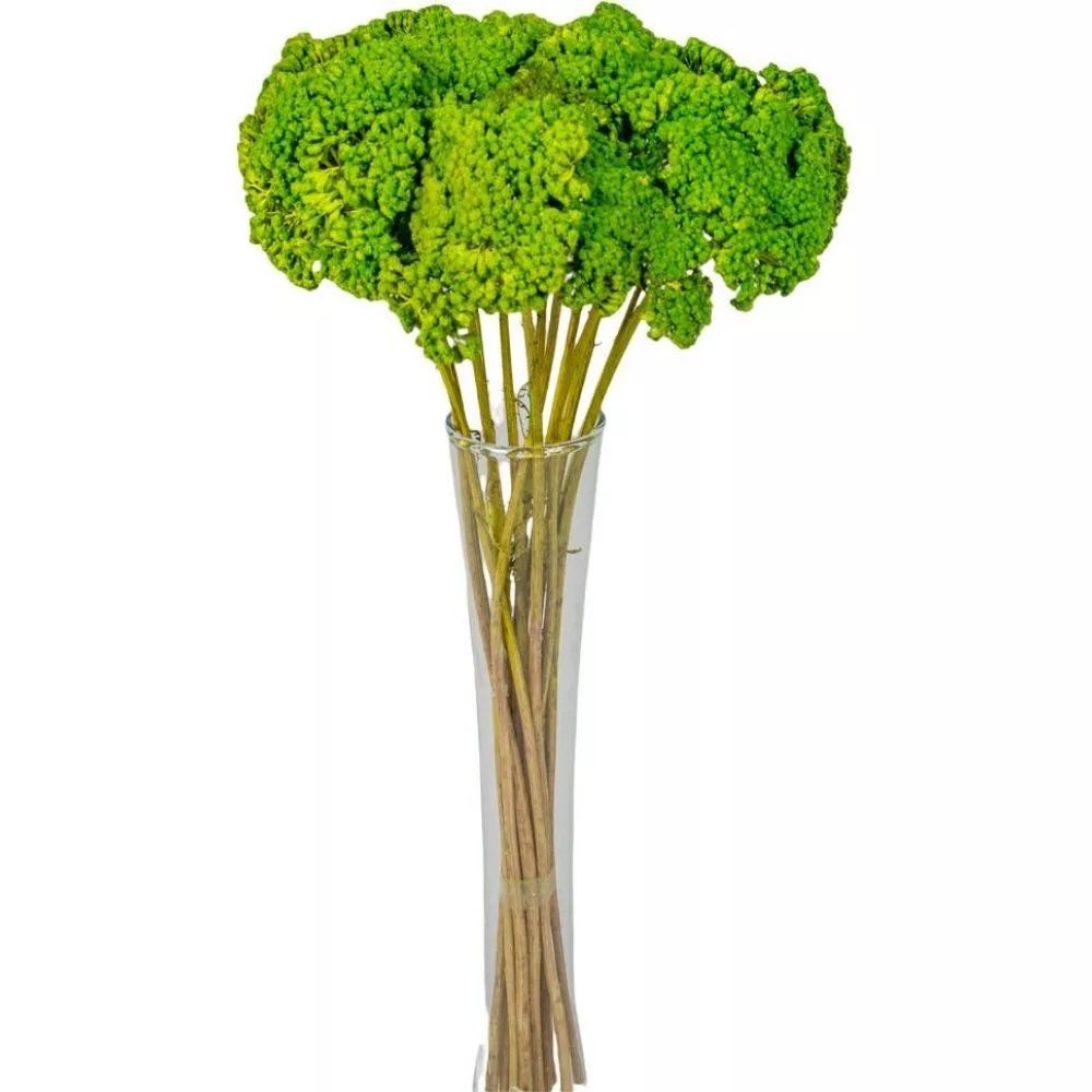 Achillea szárított - Több színben Achillea szárított - Több színben