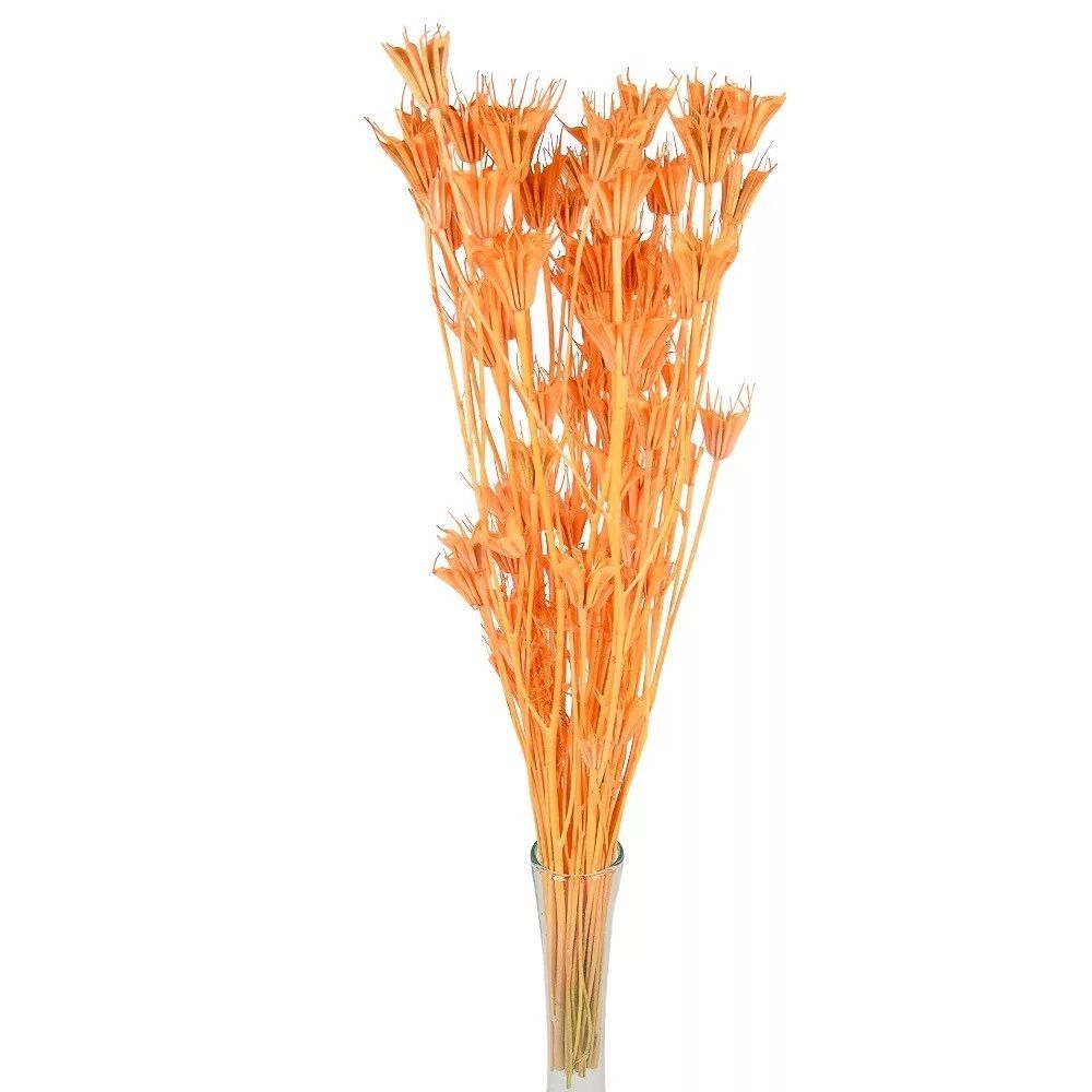 Nigella orientale szárított - Több színben Nigella orientale szárított - Több színben