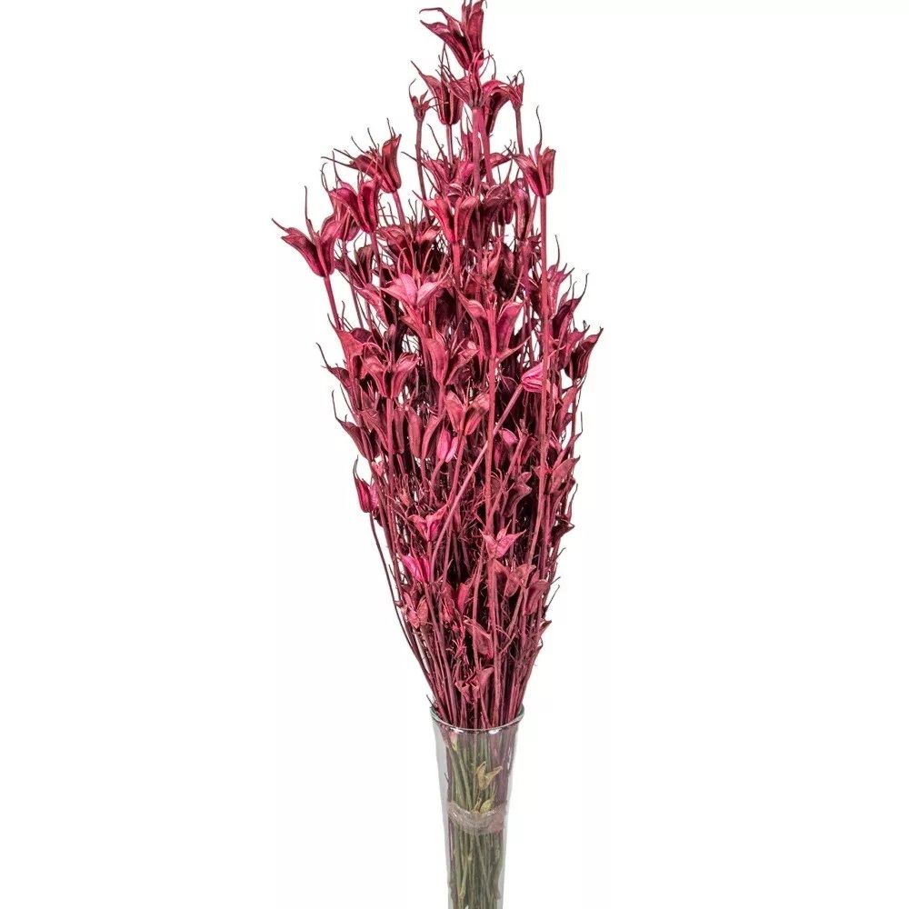 Nigella orientale szárított - Több színben Nigella orientale szárított - Több színben