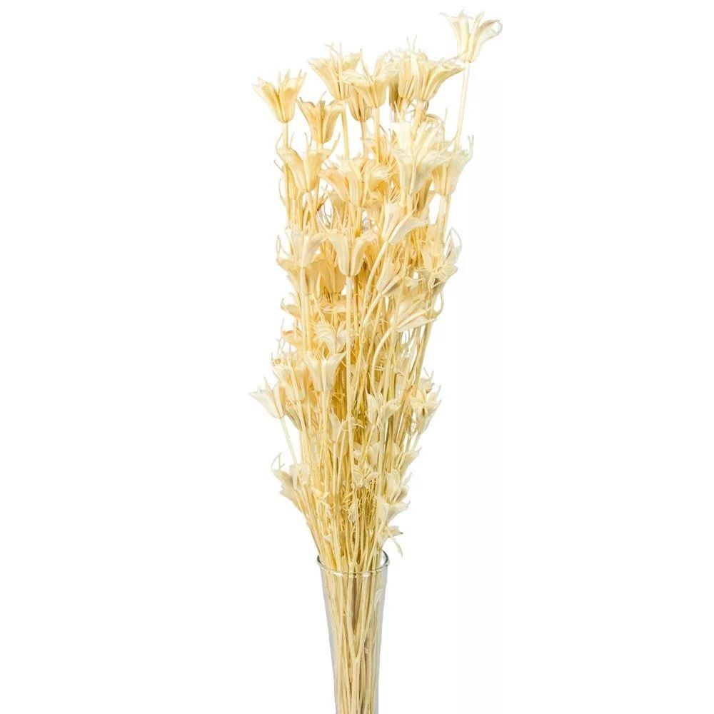 Nigella orientale szárított - Több színben Nigella orientale szárított - Több színben