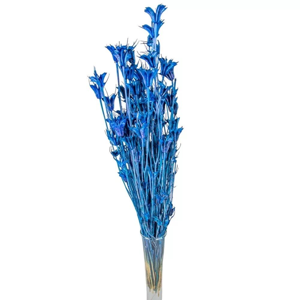 Nigella orientale szárított - Több színben Nigella orientale szárított - Több színben