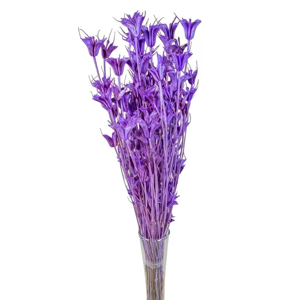 Nigella orientale szárított - Több színben Nigella orientale szárított - Több színben