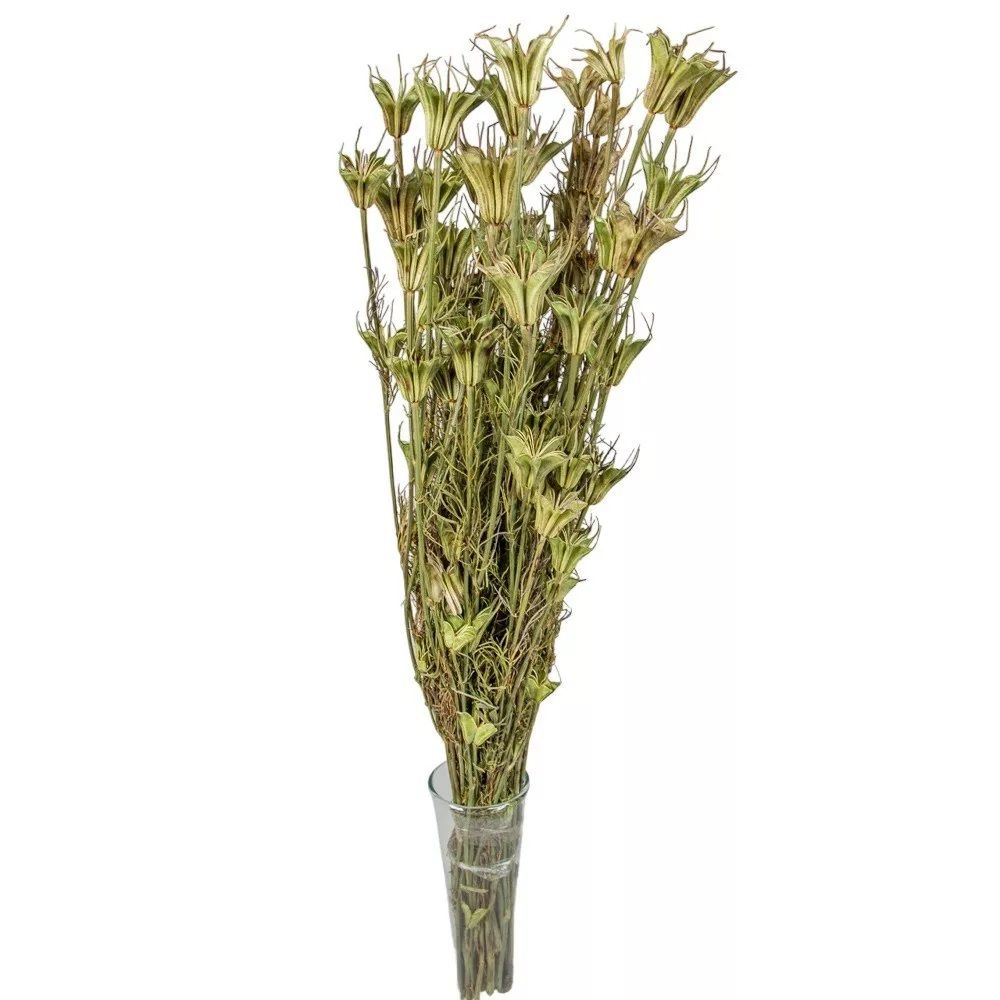 Nigella orientale szárított - Több színben Nigella orientale szárított - Több színben