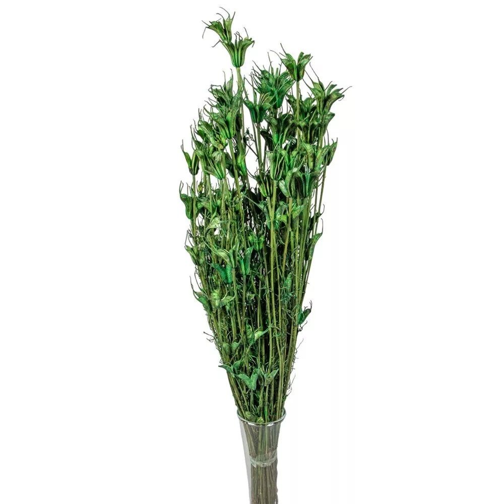 Nigella orientale szárított - Több színben Nigella orientale szárított - Több színben