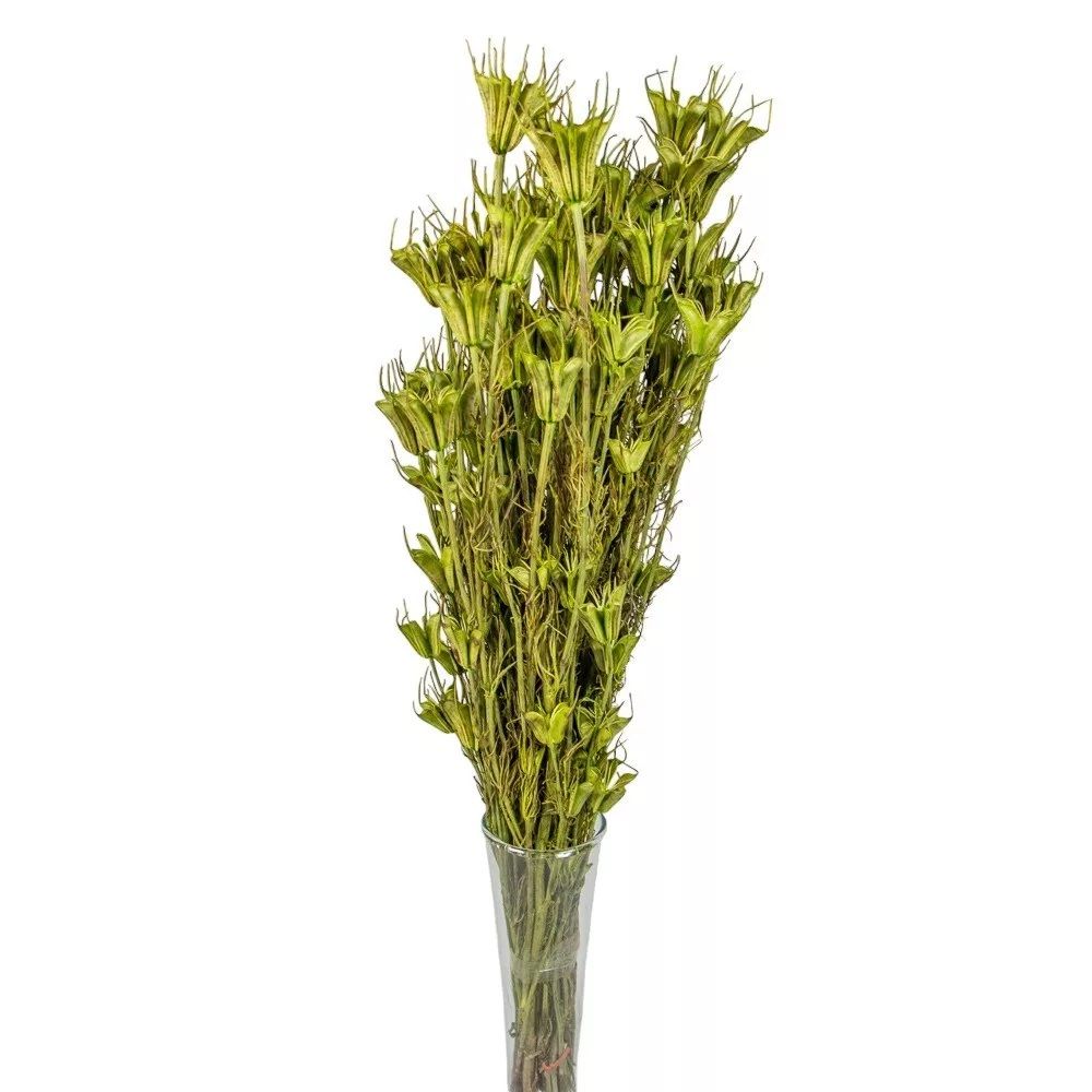 Nigella orientale szárított - Több színben Nigella orientale szárított - Több színben