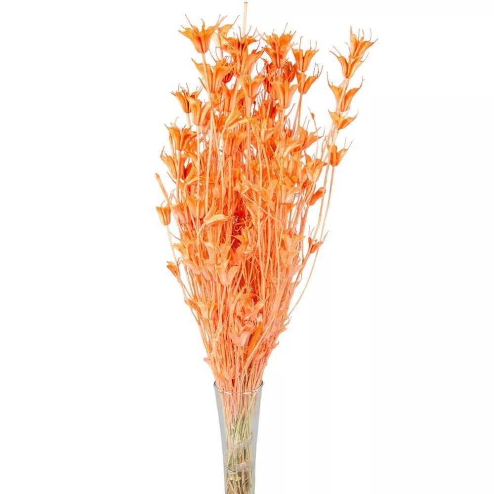 Nigella orientale szárított - Több színben Nigella orientale szárított - Több színben