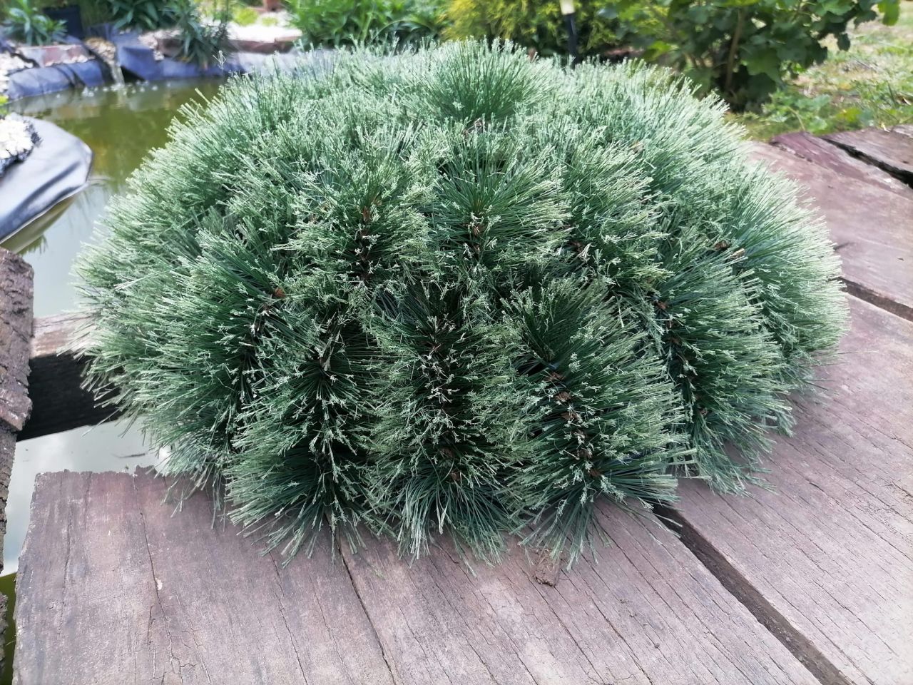 Domború brush alap - Több méretben