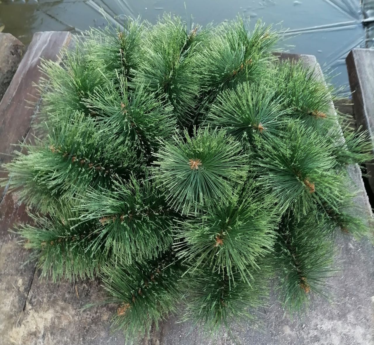 3 soros brush alap bevont szalma alapra 50 cm