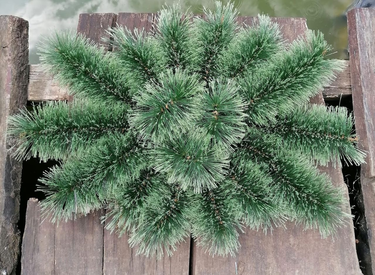 Masnis brush alap ovális bevont szalma alapon Masnis brush alap ovális bevont szalma alapon