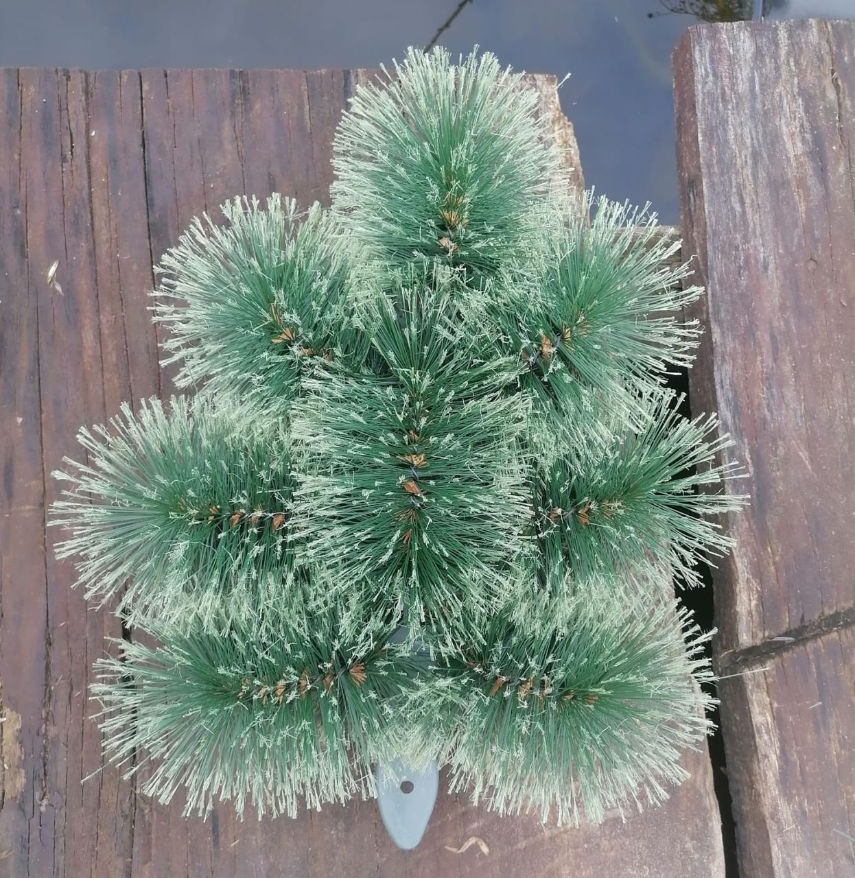 Nyeles brush alap - Több méretben 