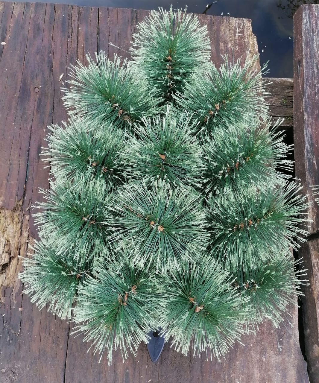 Nyeles brush alap - Több méretben 