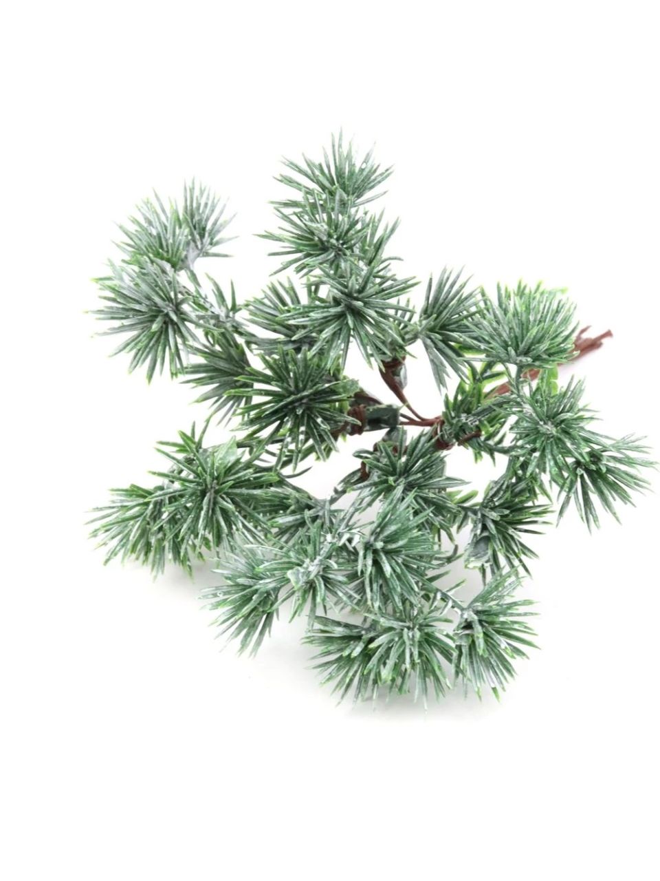 Vörös fenyő pikk Vörös fenyő pikk