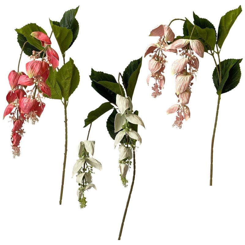 Medinilla 108cm - 3 színben Medinilla 108cm - 3 színben