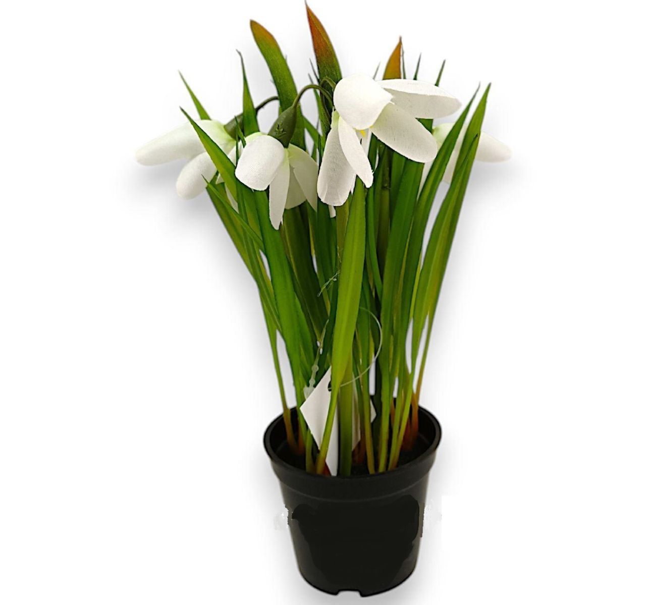 Hóvirág cserepes x3 ág 20cm