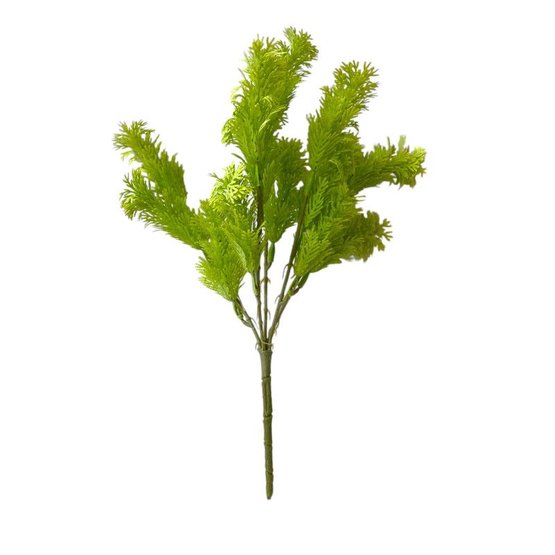 Asparagus bokor x5 37cm Asparagus bokor x5 37cm